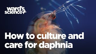 Caring and Culturing for Daphnia [upl. by Lebiram]