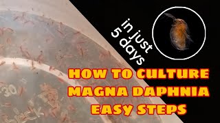 How to Culture Magna Daphnia Easily [upl. by Eiloj]