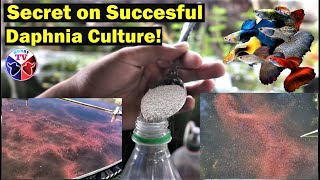 How to Culture Daphnia Successfully [upl. by Atteynek]