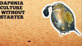 HOW TO CULTURE DAPHNIA NATURALLY WITHOUT A STARTER [upl. by Dieterich]