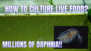 How to Culture Daphnia Secret Method to Breed MILLIONS  Simply Aquatic [upl. by Baillie695]