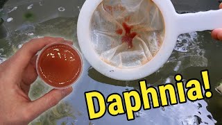 How I Culture Daphnia In Outdoor Tubs [upl. by Ydnab971]