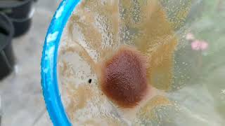 How to culture daphnia moina in a small container Part 1 English Subtitle [upl. by Hasen748]