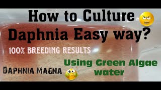 Daphnia MagnaHow to Culture Daphnia Easy wayCulturing Daphnia using Green water Daphnia [upl. by Siramad]