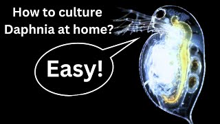 BEST Live Fish Food Beginner guide How to Culture Daphnia at home [upl. by Jaddo]