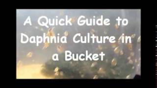 How to culture daphnia outside [upl. by Ekle]