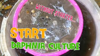 How to culture daphnia moina the easy way 1  Starting the Daphnia culture [upl. by Ruthi]