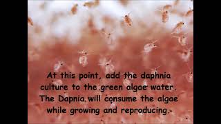 Daphnia  How to grow daphnia in your home [upl. by Refinnaj]