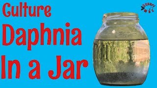 How to Culture Daphnia in a Jar [upl. by Ivo]