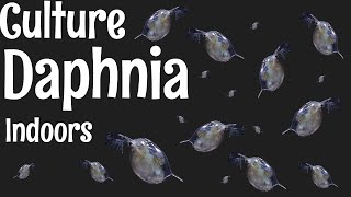 How to Culture Daphnia [upl. by Zerdna863]