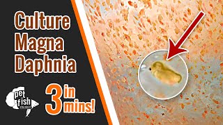 How to culture DAPHNIA MAGNA  The easy way [upl. by Nyleuqcaj]