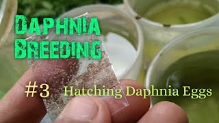 Daphnia Culture made simple and easy 3  Hatching Daphnia eggs [upl. by Anual]