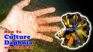 How to Culture Daphnia with ZERO Cost  Unlimited Live Food For Our Fish [upl. by Peggy]