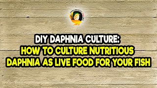 DIY Daphnia Culture How to Culture Nutritious Daphnia as Live Food for Your Fish [upl. by Coffee]