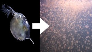 How I Culture Daphnia [upl. by Nirrep895]