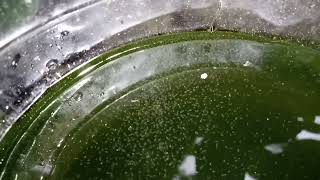 DAPHNIA MOINA CULTURE IN A SMALL BUCKET [upl. by Eirruc537]