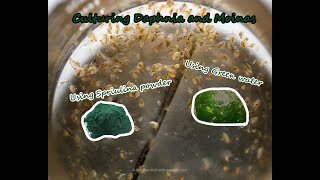 How To Culture Daphnia and Moinas using Green Water Spirulina powder [upl. by Kohl]