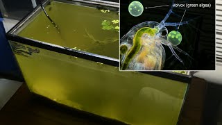 Raising Daphnia for the Freshwater Aquarium [upl. by Tymes]