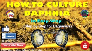 HOW TO CULTURE DAPHNIA In Easy Way [upl. by Neyu]